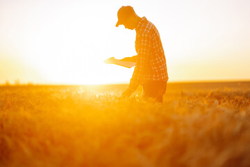 Wheat quality check. Farmer with ears of wheat at sunset in a wheat field. Harvesting. Agro business.
