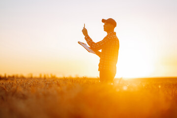Wheat quality check. Farmer with ears of wheat at sunset in a wheat field. Harvesting. Agro business.