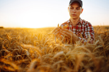 Wheat quality check. Farmer with ears of wheat at sunset in a wheat field. Harvesting. Agro...