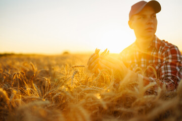 Wheat quality check. Farmer with ears of wheat at sunset in a wheat field. Harvesting. Agro...