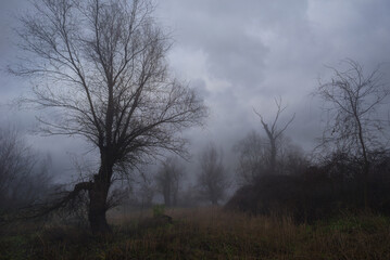 Dark landscape showing old forest in autumn mist on a stormy cloudy day