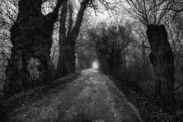 Dark landscape showing road through old forest on a cloudy autumn day