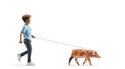 Full length profile shot of a boy walking a piglet on a lead