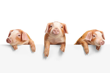 Three piglets standing above a blank white panel © Ljupco Smokovski