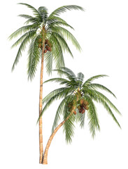 Fototapeta na wymiar Coconut palm trees 1