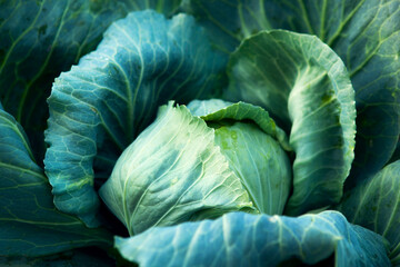 Fresh, white cabbage growing in a vegetable garden on a farm.