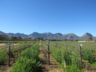 Fototapeta na wymiar Winery, Paarl, Western Cape, South Africa