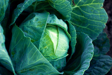 Fresh, white cabbage growing in a vegetable garden on a farm.