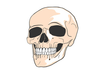 Cartoon human skull. Vector.