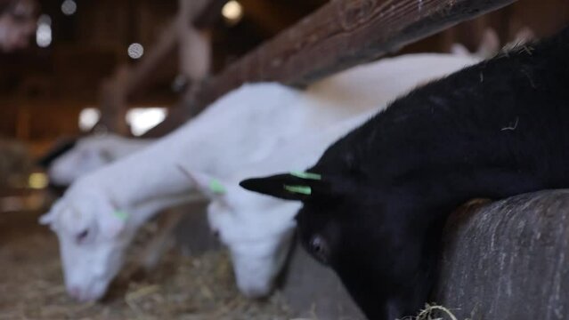 young saanen goats in goat milk farm