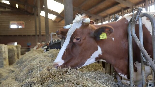 Hereford cows grazing on dry hay in a cattle farm