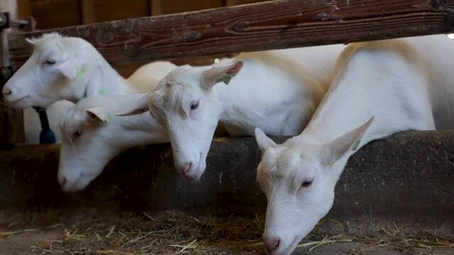 saanen goat farm for milk production