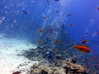 red sea fish and coral reef