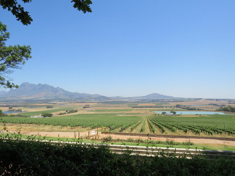 Winery, Paarl, Western Cape, South Africa