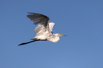 Fototapeta premium Great white egret (Ardea alba) in flight,white heron
