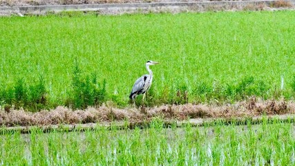 夏の田んぼにたたずむアオサギ