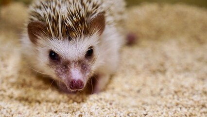 ハリネズミの顔のアップ