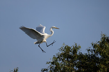 The great egret (Ardea alba)  also known as the common egret, large egret, or  great white egret or great white heron