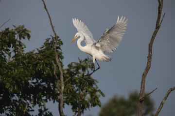 The great egret (Ardea alba)  also known as the common egret, large egret, or  great white egret or great white heron. Heron landing on a tree