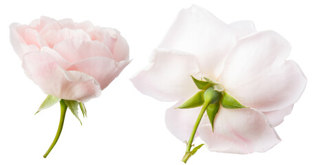 Isolated heads of light pink roses flowers on white background. Bud and leaf of light pink rose flower isolated on white. Tea rose. Aroma rose flowers