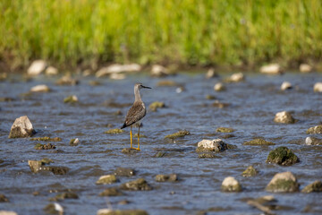 A shorebirds looking for food in shallow water in a river
