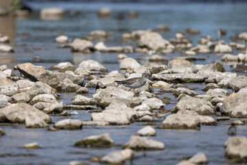 A shorebirds looking for food in shallow water in a river