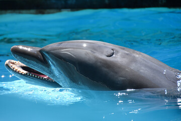 イルカの顔のアップ