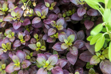 Alternanthera bettzickiana plant is several years old upright stems with a height of about 10-20 cm or higher.