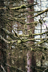 Close ups inside a dry English woodland area with a retro film look