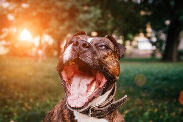 The dog, american pit bull terrier, look and smile happily into the camera and sticks out his tongue.