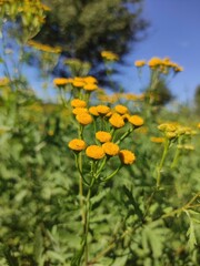 Obraz premium yellow flowers in the garden