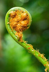 amazonia, guía de palmera