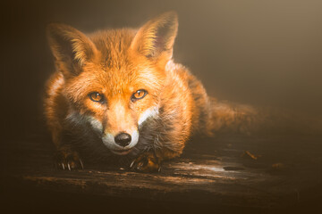 red fox vulpes portrait