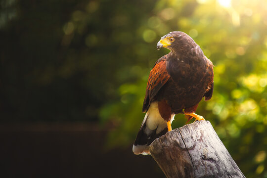 Harris hawk bird of prey perched - Powered by Adobe