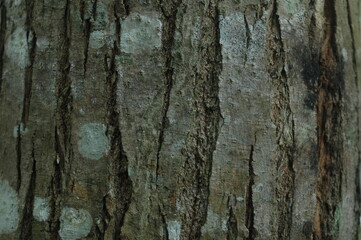 Obraz premium texture incrible 