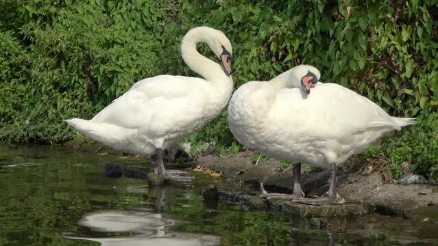 Two swans cleaning their white feathers on a sunny day at the Alster in Hamburg.