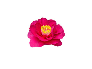 Red camellia japonica double form flower isolated transparent png. Japanese tsubaki. Chinese symbol...
