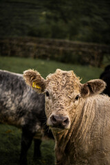 A Curly haired cow on a farm field in Cumbria, England