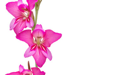 Fototapeta na wymiar Gladiolus communis or eastern gladiolus or common corn-flag bright pink flowers isolated transparent png