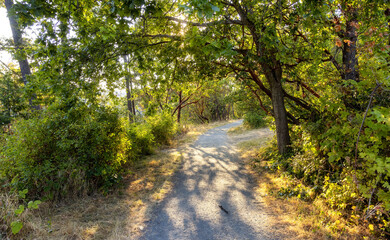 Trail in a park with vibrant green trees. Sunny summer sunset. Saanich Gorge Park, Victoria, Vancouver Island, British Columbia, Canada.