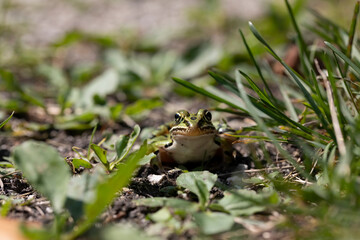 The northern leopard frog is native North American animal. It is the state amphibian of Minnesota and Vermont.