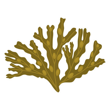 Algae fucus isolated on white Botanical drawing Vector illustration