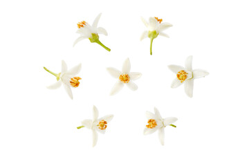 Neroli white flower in different positions set isolated transparent png. Citrus bloom. Seven orange...