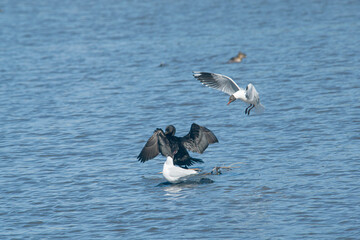 Cormorants and brown-headed seagulls flying on the lake