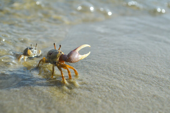 Male Fiddler Crab Defending His Female, Ono Island, Orange Beach, Alabama