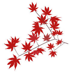秋の赤いモミジ、枝、葉