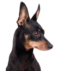 Portrait of a  black male German Pinscher dog breed  isolated over white background