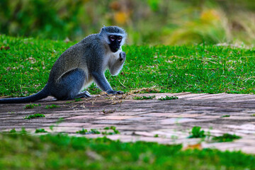 A surprised vervet monkey 