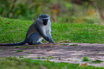 Vervet monkey on grass