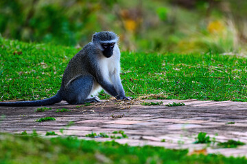 a vervet monkey feeding